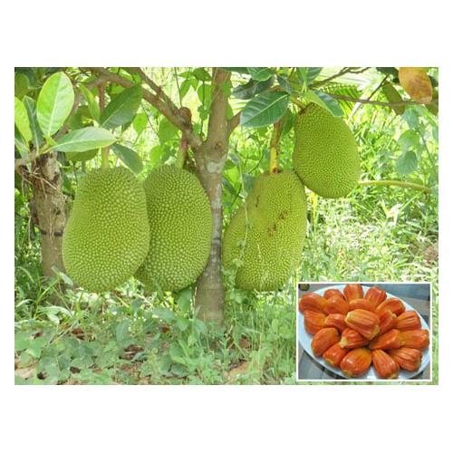 Cây Mít Ruột Đỏ NHANH SIÊU QUẢ CHUẨN GIỐNG