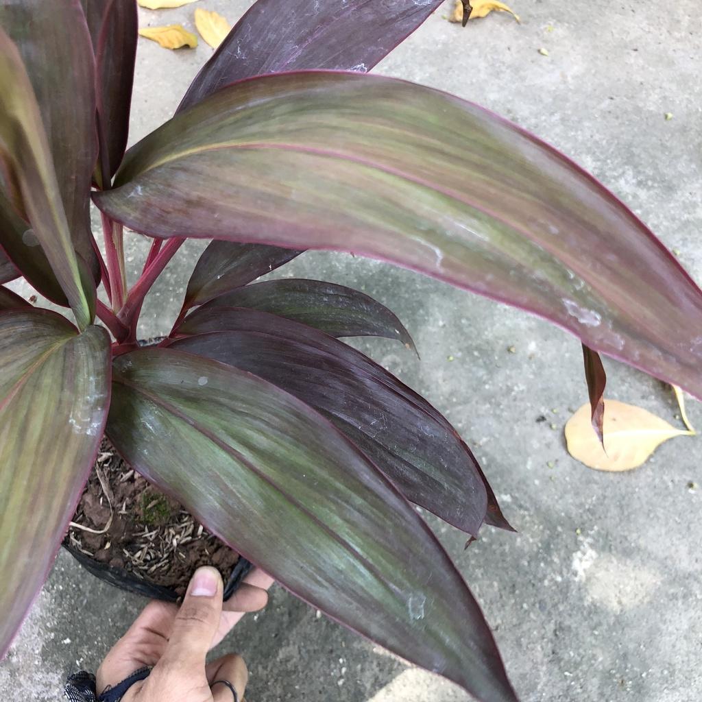 Cây huyết dụ thái lá to, chiều cao 25cm mang sắc đỏ thẫm của lá sức sống mãnh liệt thích hợp trang trí cảnh quan