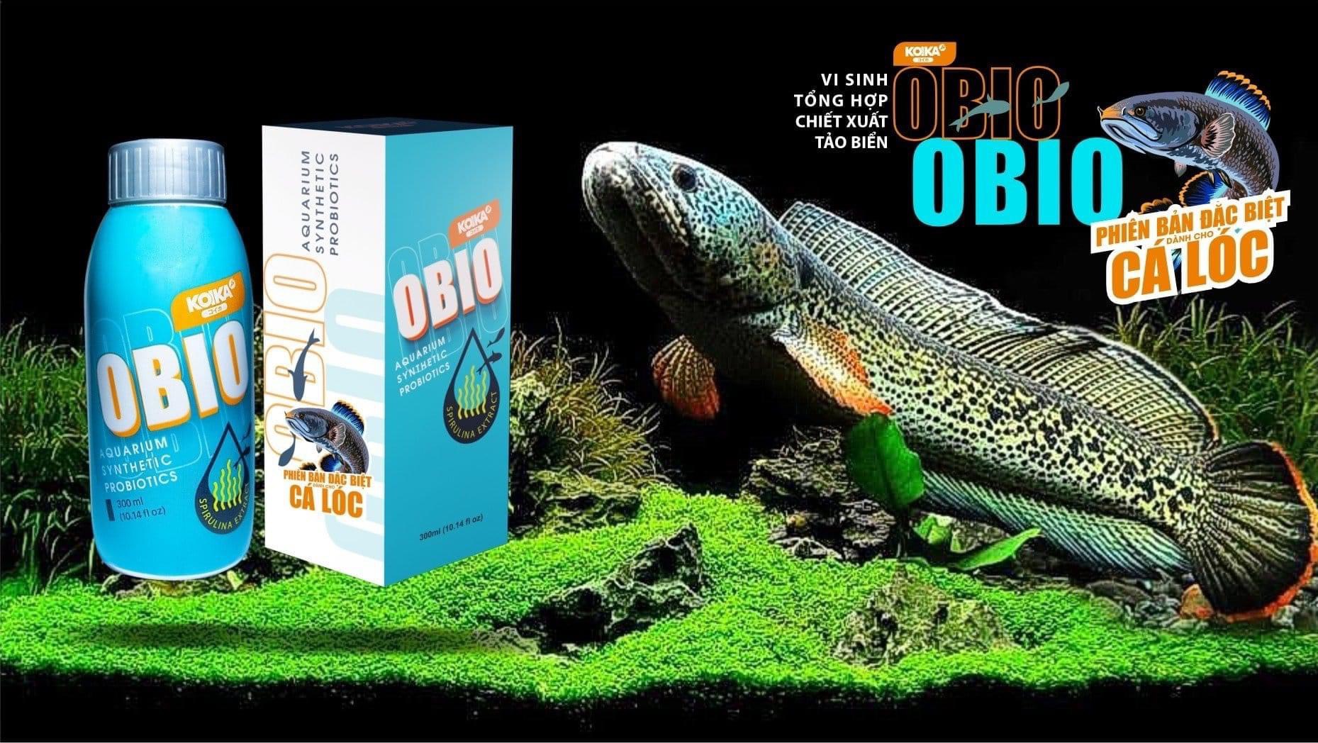 KOIKA OBIO Phiên Bản Dành Cho C.á LÓC