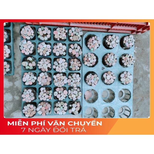 Chậu Cây Thạch Lan