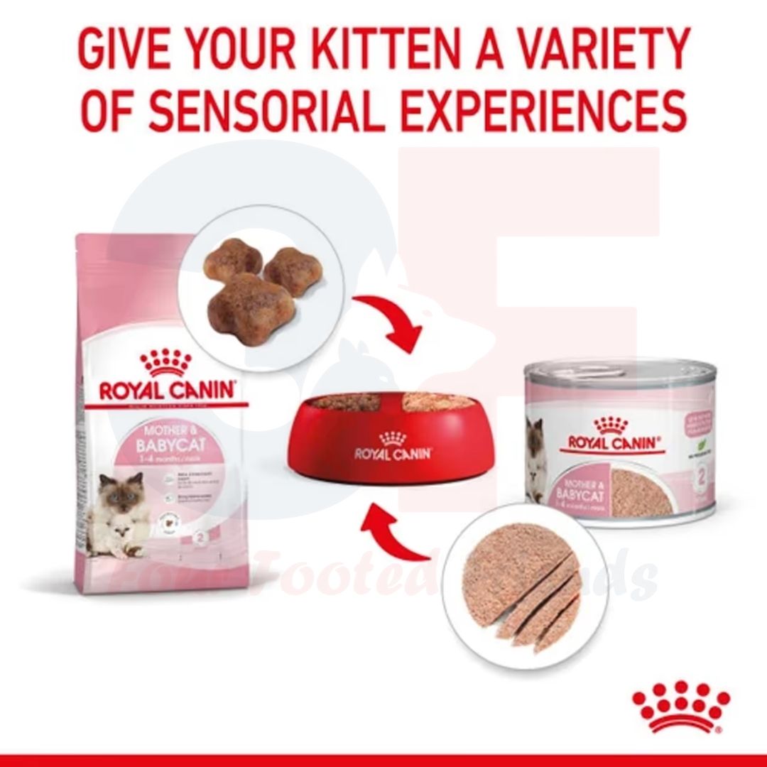 Pate Thức Ăn Ướt Royal Canin Mother &amp; Babycat Dành Cho Mèo Mẹ Mang Thai Và Mèo Đang Cho Bú, Mèo Con Dưới 2 Tháng Tuổi - Lon 195gr