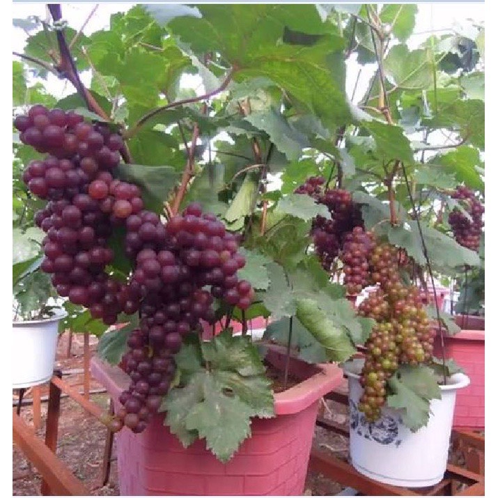 Hạt Giống Nho Lùn Pháp F1 - Nho Lùn Siêu Quả 4 Mùa - gói 10 Hạt