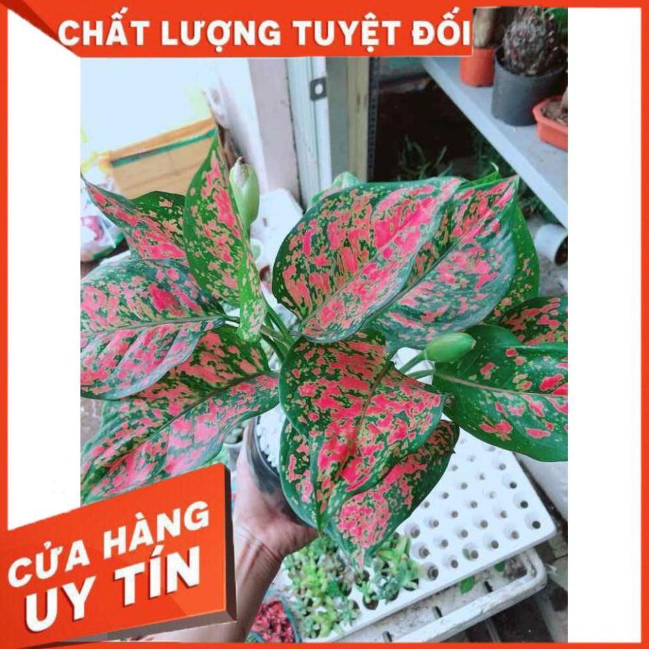 Chậu vạn lộc Nhiều Người Mua