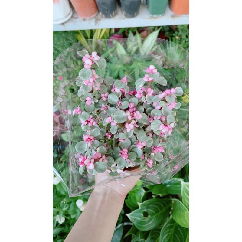 Cành Vàng Lá Ngọc