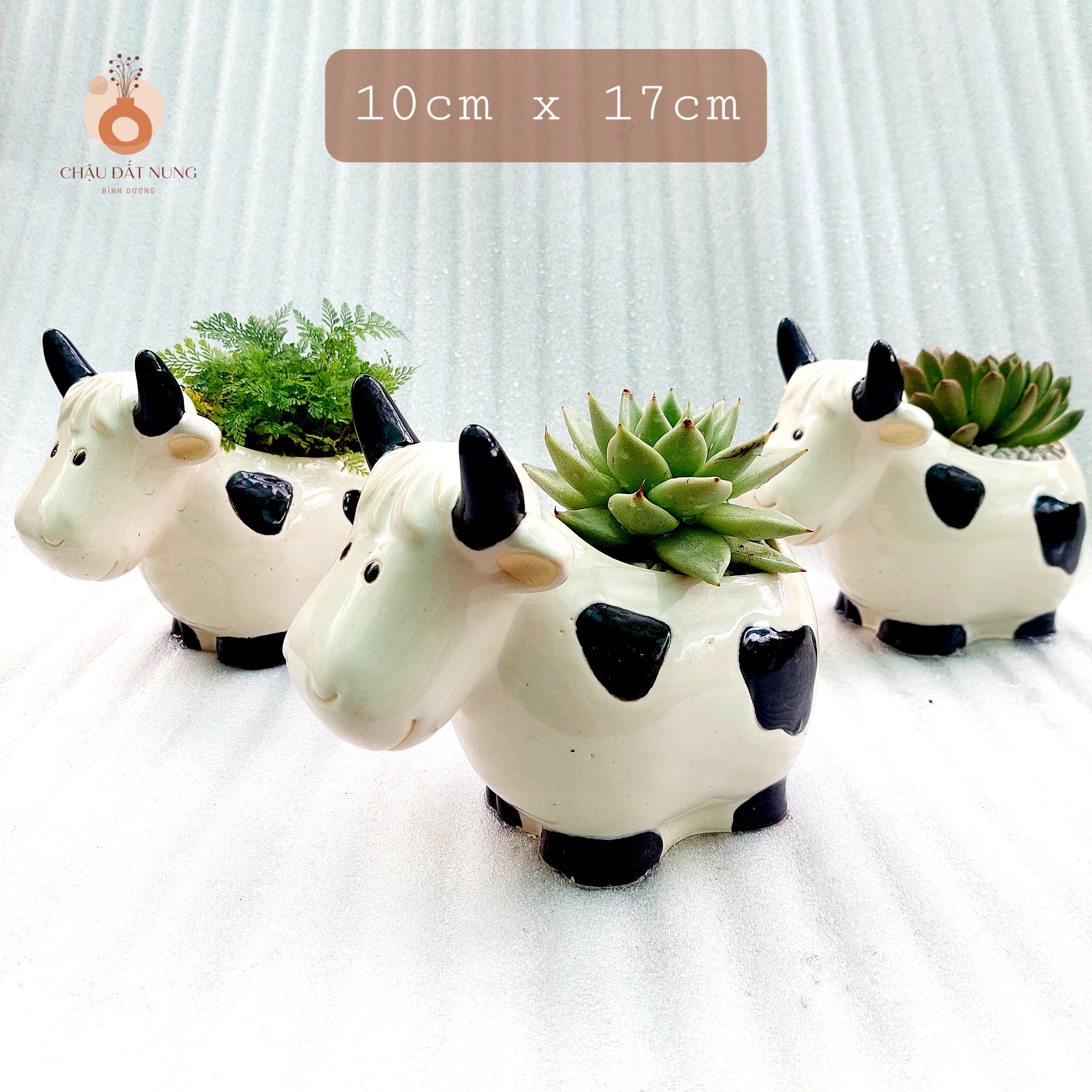 Chậu men - Bò sữa lớn vui vẻ cười, miệng chậu 10cm, chiều cao 17cm