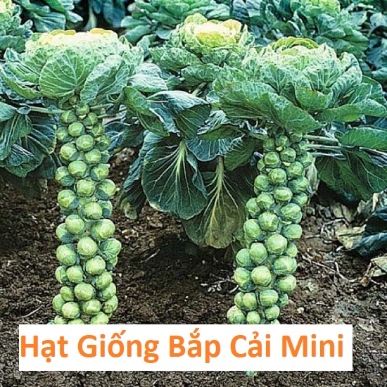 Hạt Giống Bắp Cải Tí Hon - Bắp Cải Mini F1 - Gói 100 hạt