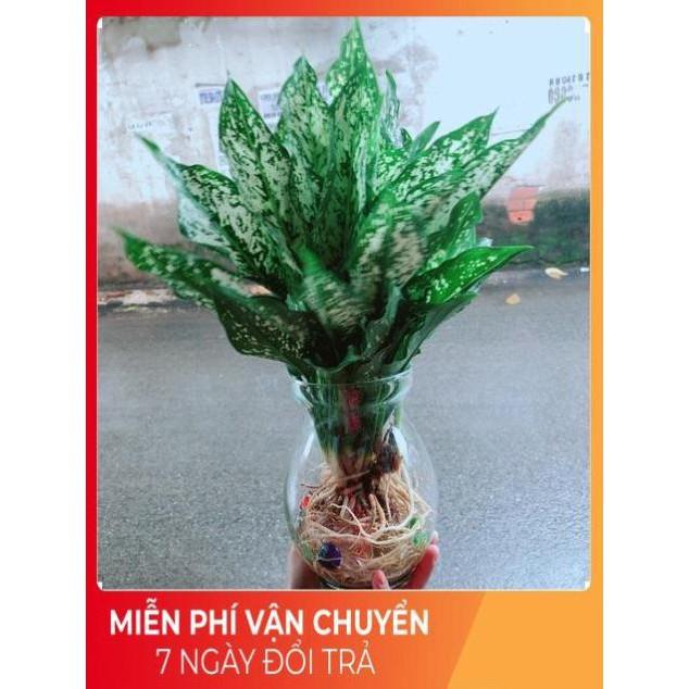 Chậu Ngọc Ngân Thuỷ Sinh