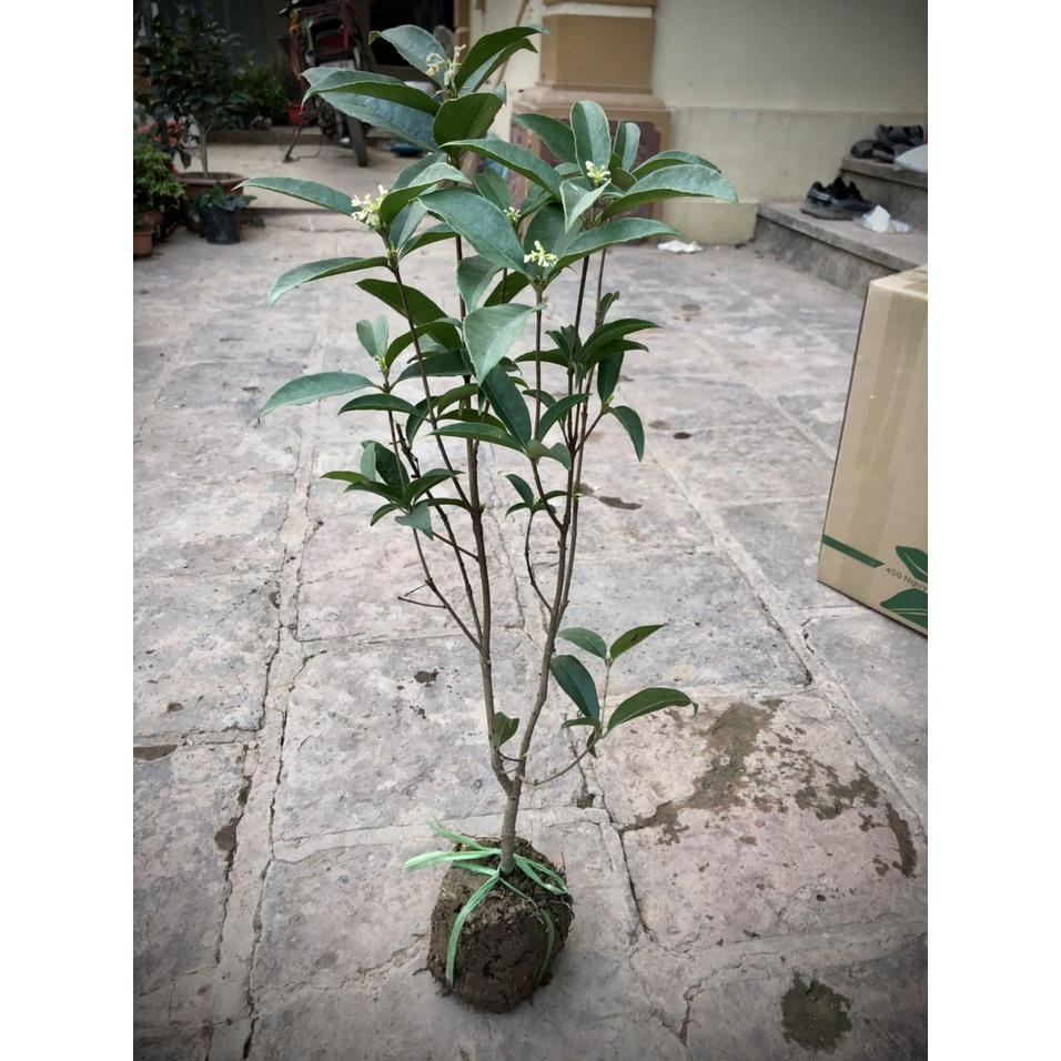 Cây mộc hương ta hoa thơm 50-60 cm đang có hoa - hàng mới về số lượng có hạn