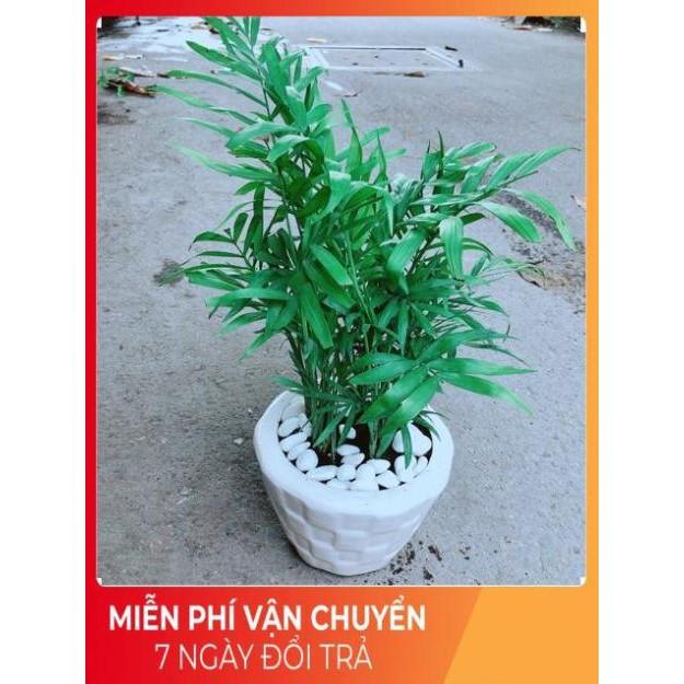 Chậu Cây Cau Tiểu Trâm