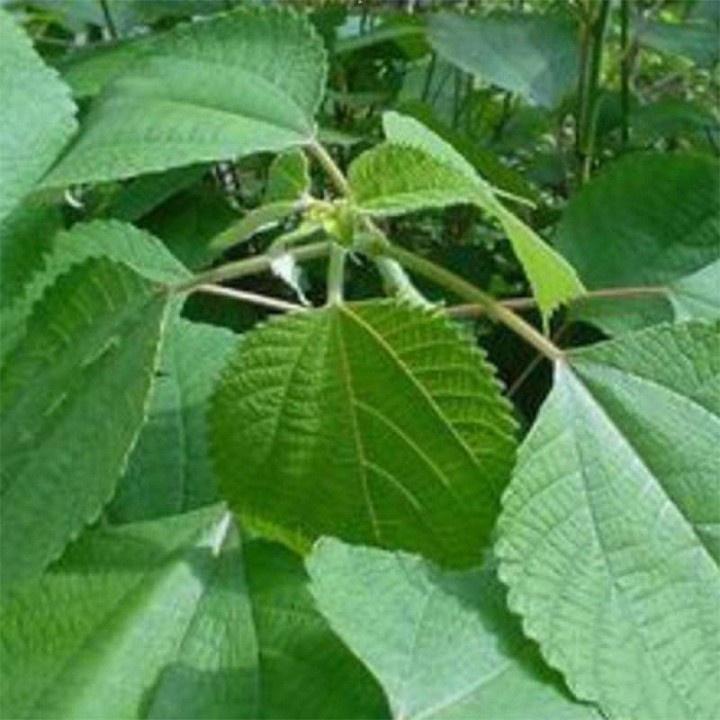 500gr lá gai tươi sạch làm bánh, nhiều công dụng - cây nhà trồng