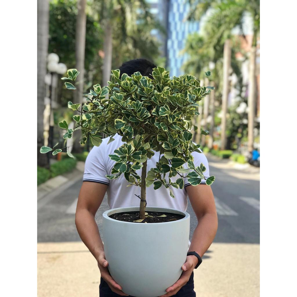Chậu bầu Composite Tropical