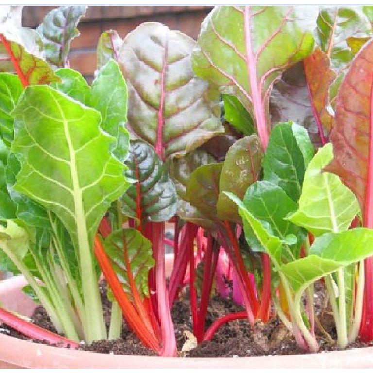 Combo 5 gói hạt giống rau cải đủ loại dễ trồng – Tăng 1 phân bón