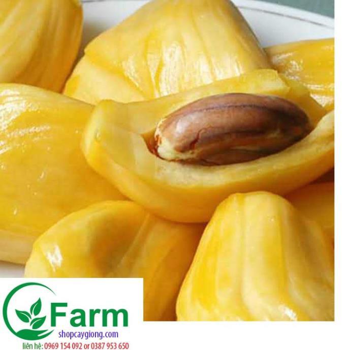 Cây mít nghệ tứ quý