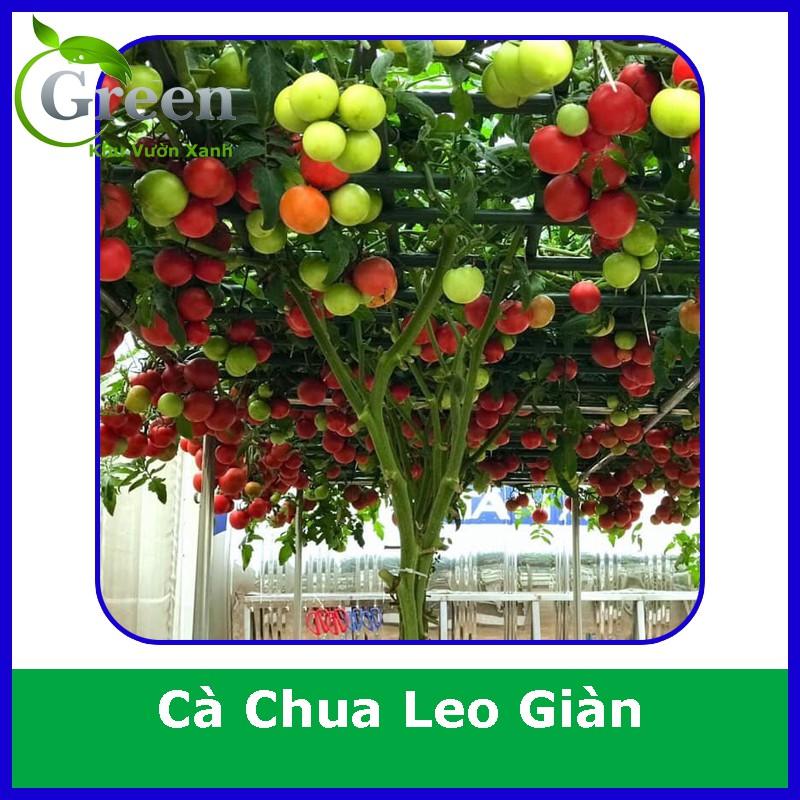 Hạt Giống Cà Chua Leo Giàn (20H)