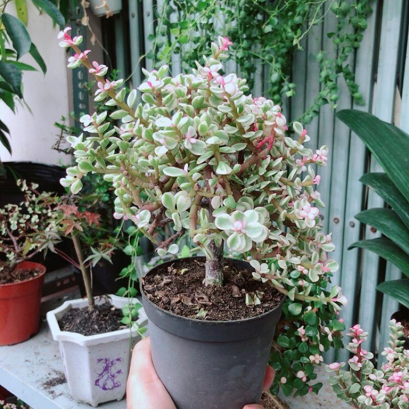 Cành Vàng Lá Ngọc Cổ Thụ