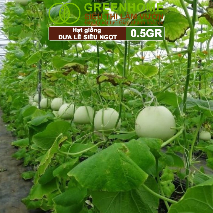 Hạt Giống Dưa Lê Popoca Siêu Ngọt, Greenhome, Gói 0.5GR, Dễ Trồng Quanh Năm, Nảy Mầm Cao, T25