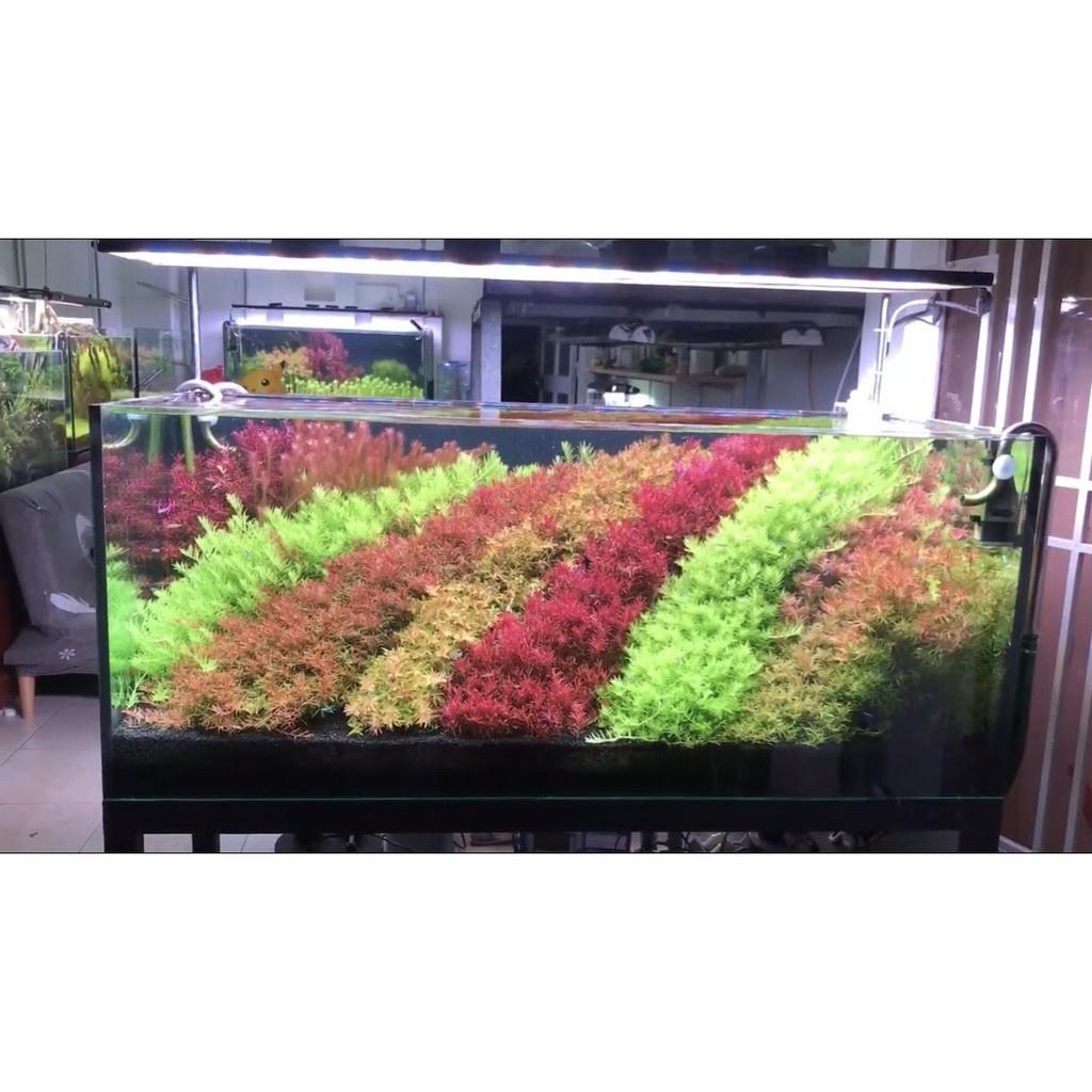 Phân nước hồ thuỷ sinh - Phân Nước Đa Lượng, Vi lượng - thủy sinh AZ - shopleo