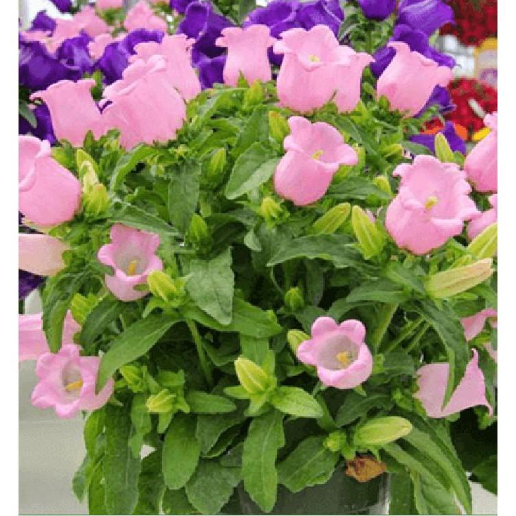 Hạt giống hoa chuông mix màu - 50hạt/gói