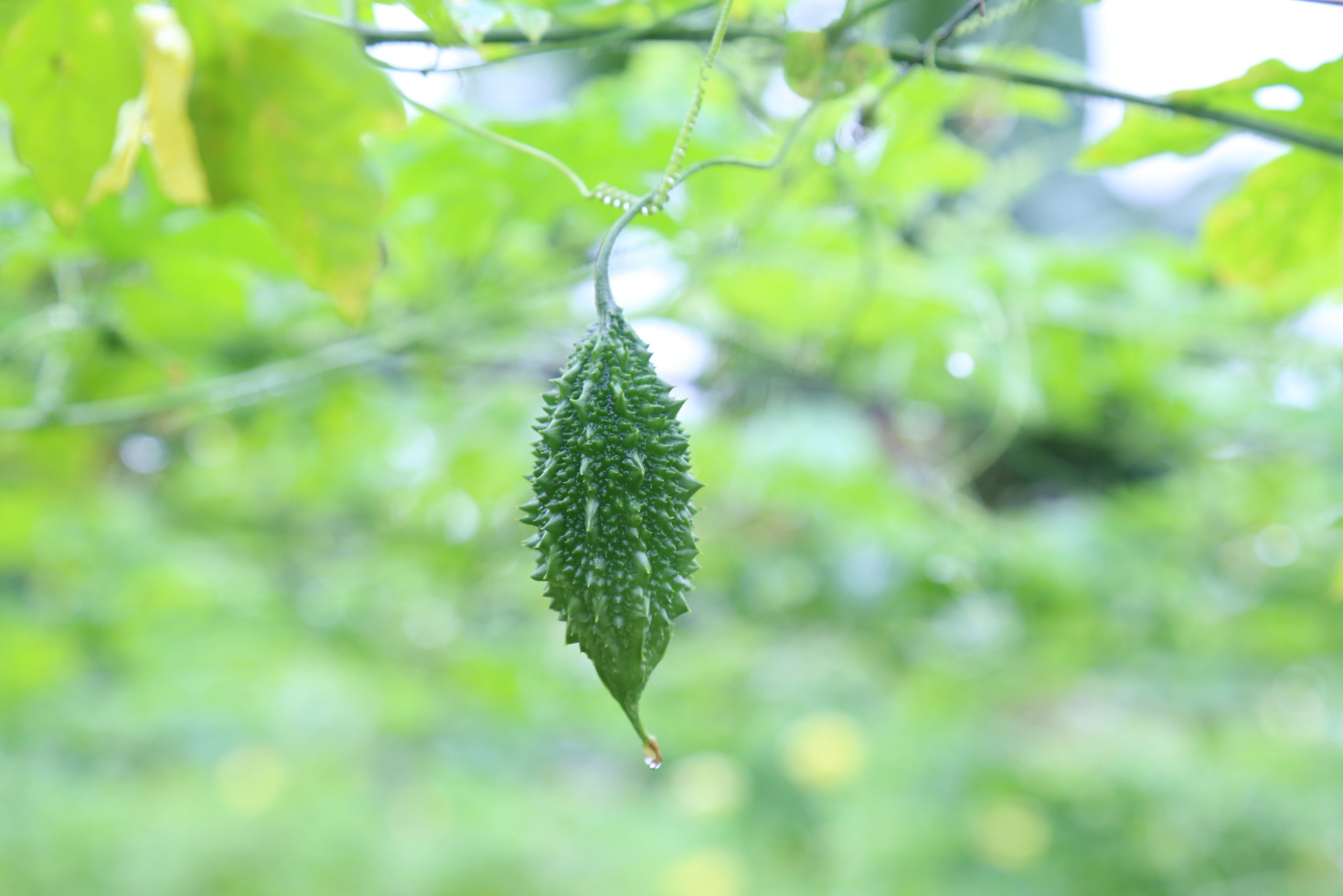 Hạt Giống Khổ qua rừng 52