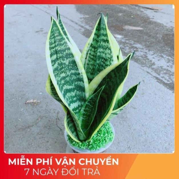 Chậu Lưỡi Hổ Thuỷ Sinh