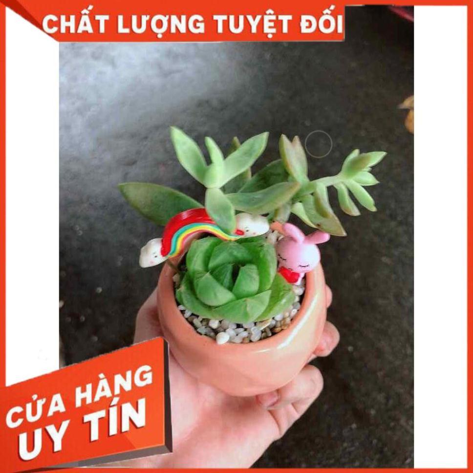Chậu sen đá tiểu cảnh Nhiều Người Mua