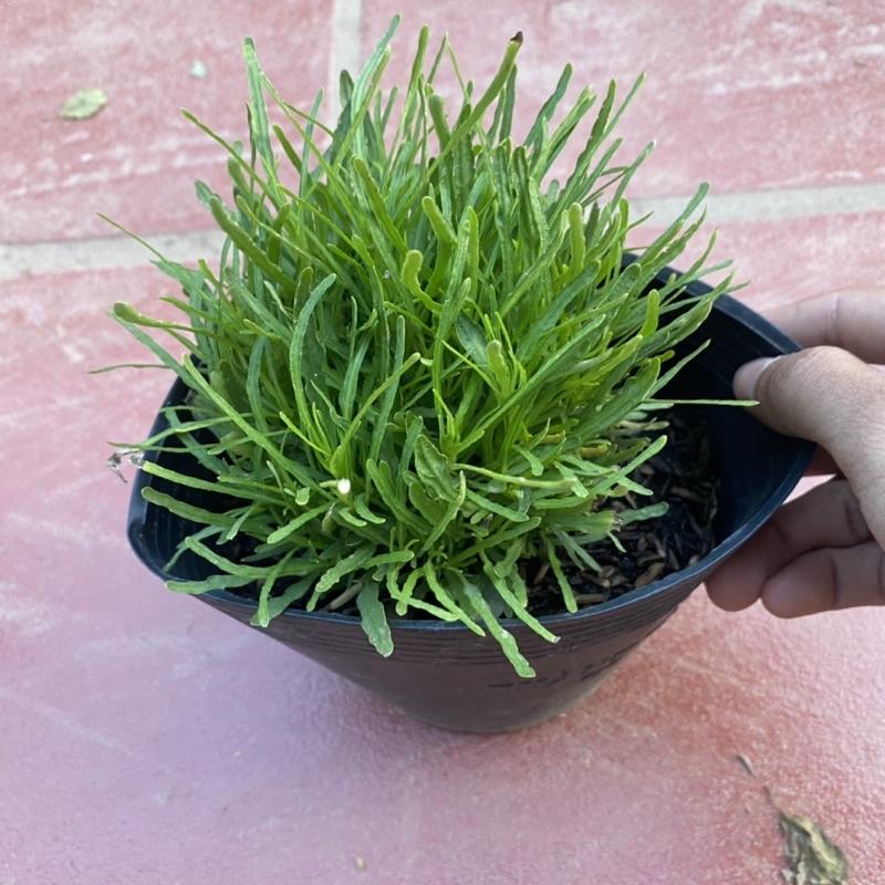 Cây Cỏ Mây bụi nhỏ thích hợp trang trí khuôn viên sân vườn