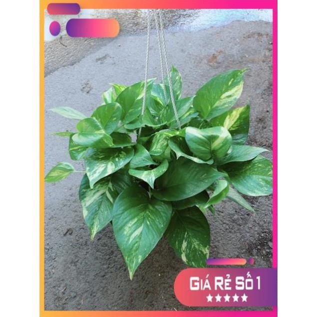 Chậu Trầu Bà Thái Size Đại