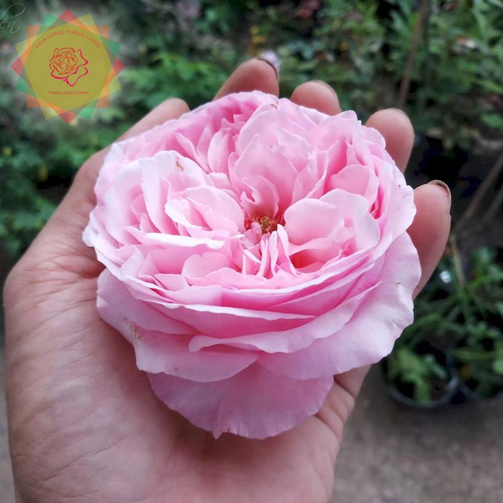Cây hoa hồng ngoại Carey hồng bông to bền hoa