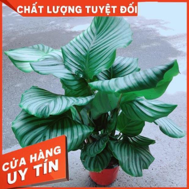 Đuôi Công Táo Xanh