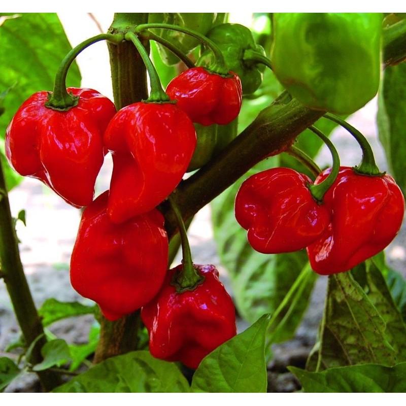 Hạt giống Ớt Siêu Cay Habanero Đỏ Mỹ