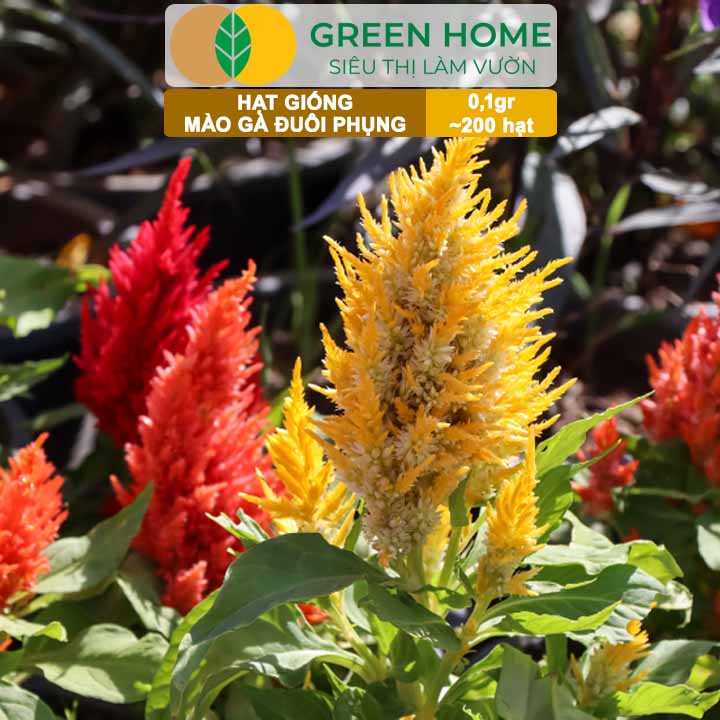 Hạt Giống Hoa Mào Gà Đuôi Phụng Nhiều Màu GreenHome, Gói 0,1g~200 hạt, Dễ Trồng Quanh Năm H18