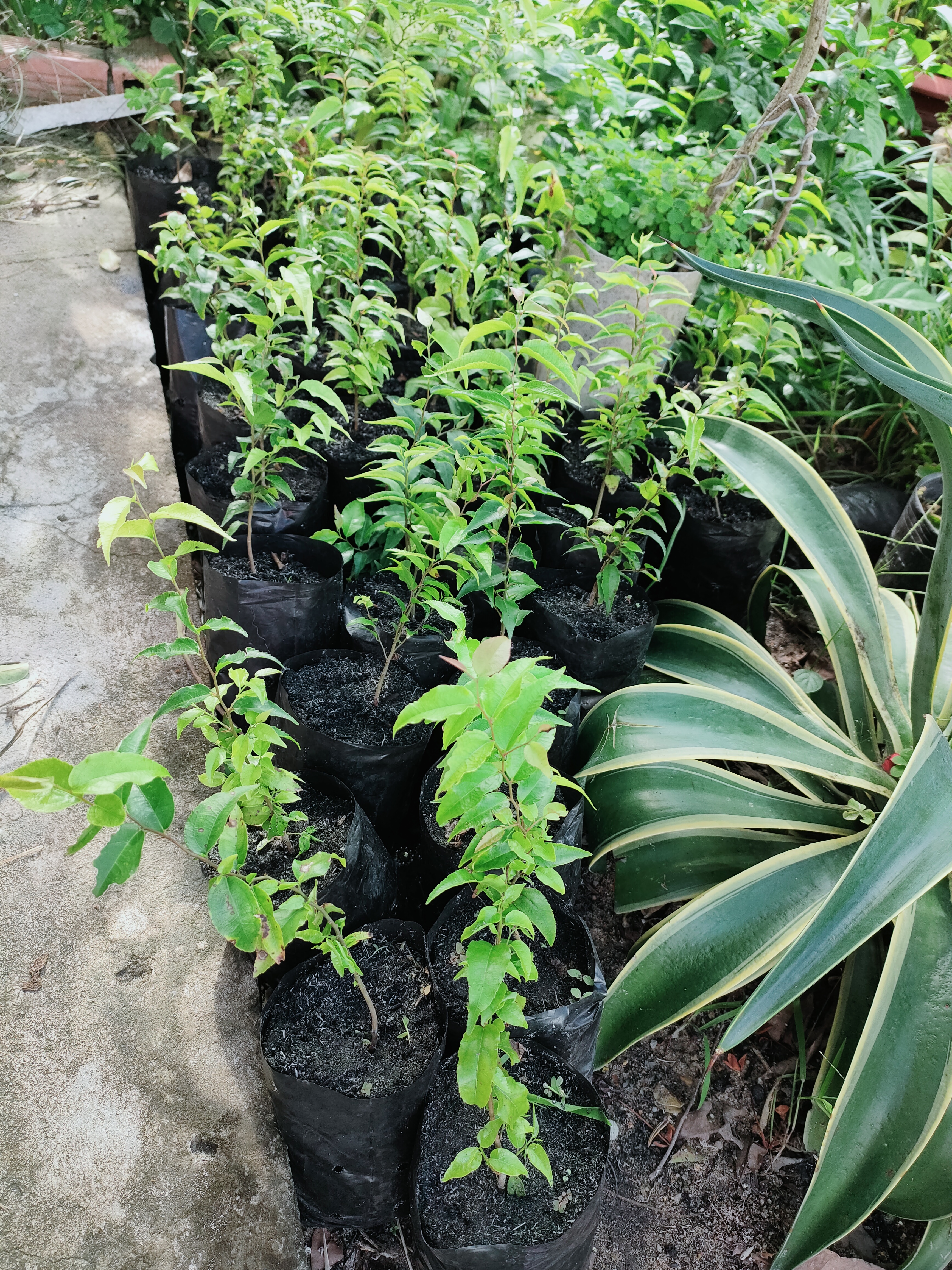 Cây hồng quân giống nhỏ 37k