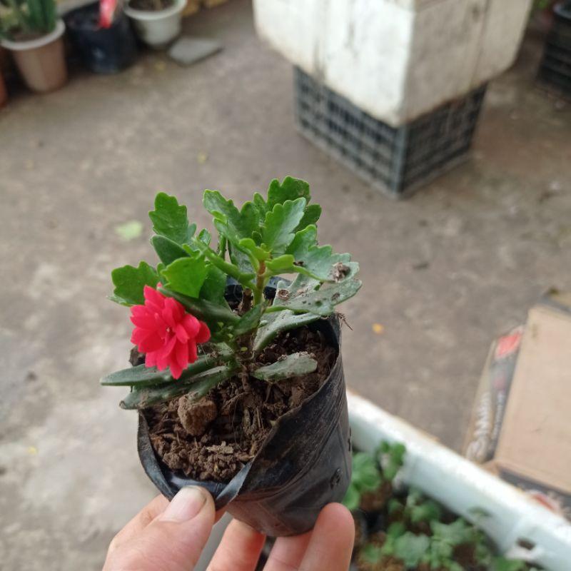 Cây sống đời kép nhiều màu