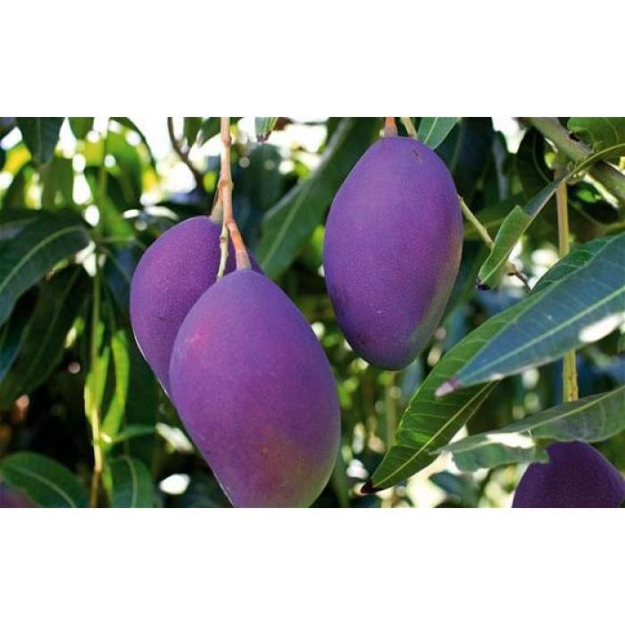 Cây giống xoài tím thái lan