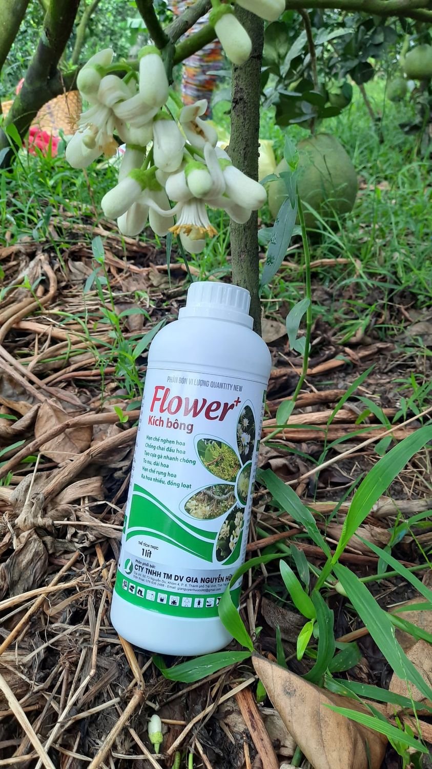 PHÂN BÓN KÍCH THÍCH RA HOA, GIÚP CÂY RA HOA ĐỀU VÀ ĐỒNG LOẠT - FLOWER KÍCH BÔNG 1L