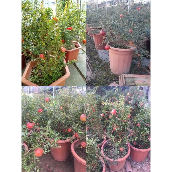 Cây lựu đỏ lùn Thái bonsai mini- cây sẵn hoa và quả