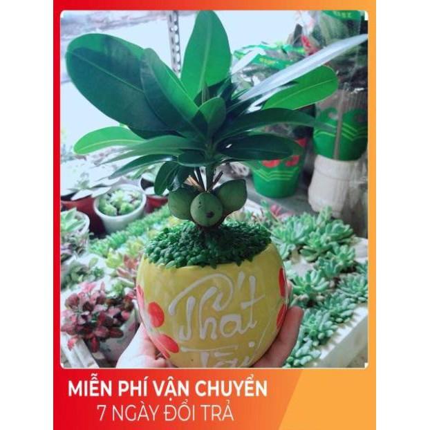 Chậu Cây May Mắn Phát Tài