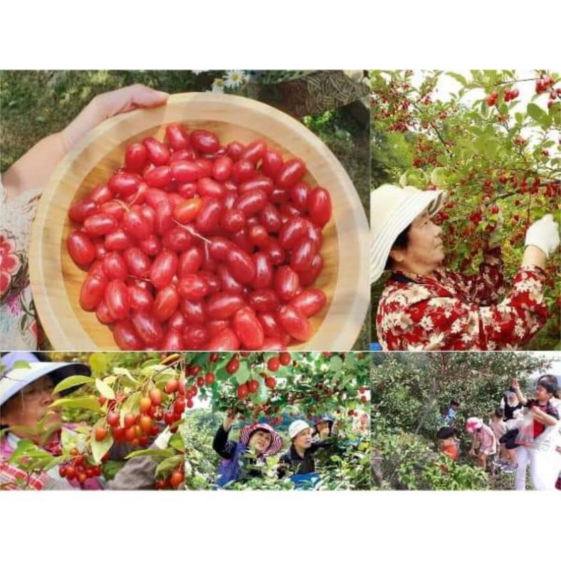 Cây Giống Nhót Mỹ Siêu Ngọt