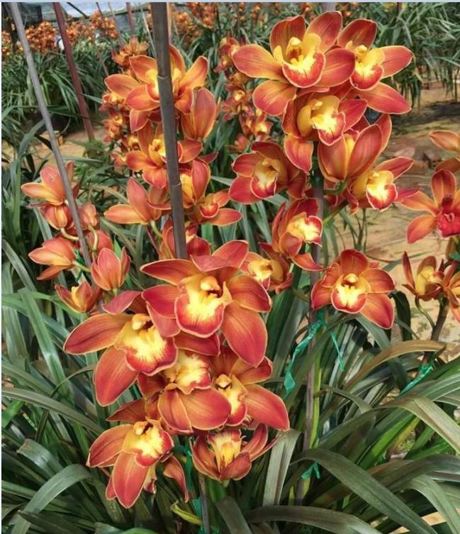 Combo 2 Củ  hoa địa lan santo hoa màu cam