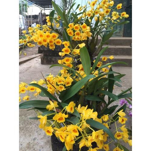 CHẬU LAN HOÀNG LẠP HÀNG THUẦN