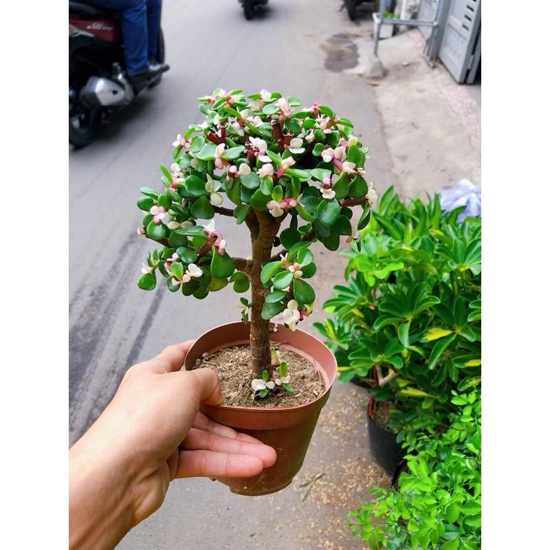 Cây Cành Vàng Lá Ngọc