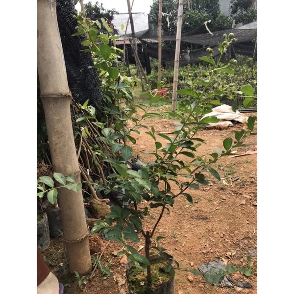 cây tường vi đang nụ hoa cao 70-80cm