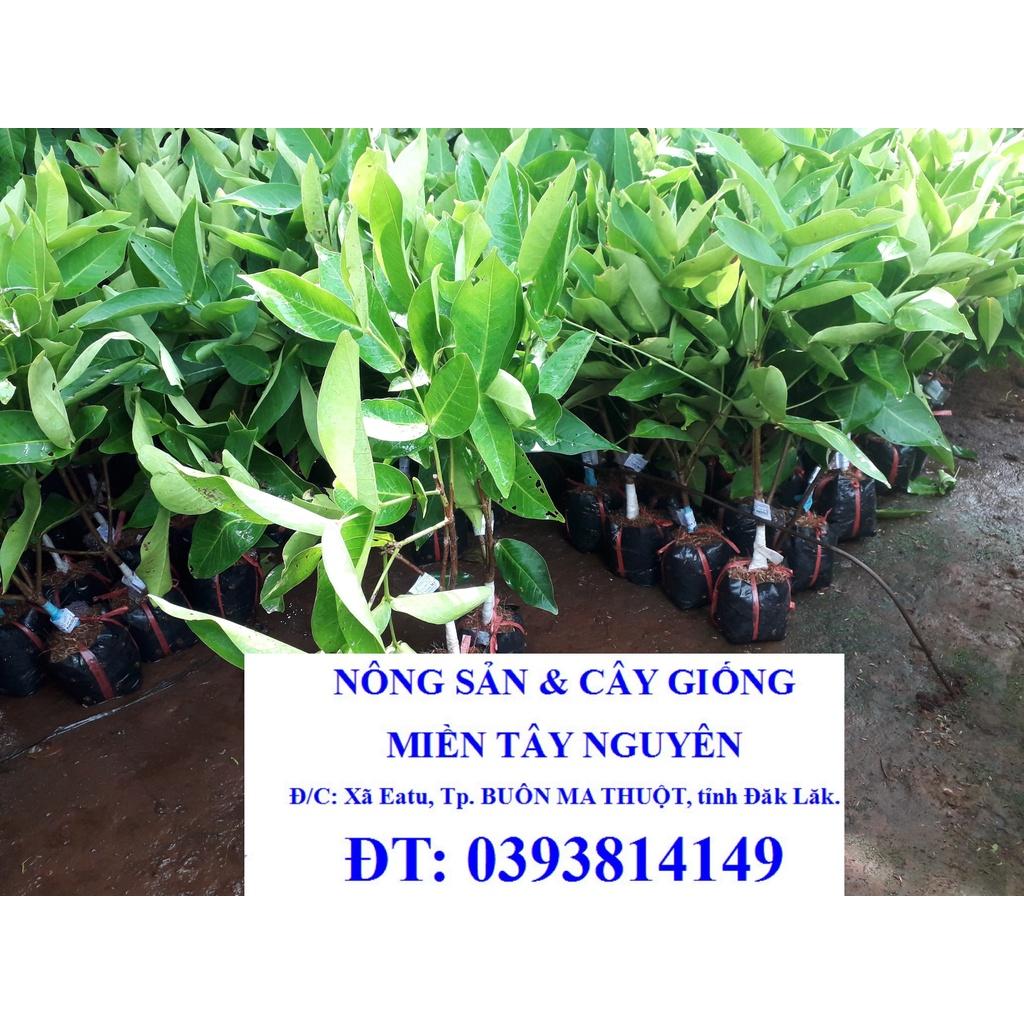 CÂY GIỐNG MẬN AN PHƯỚC mận roi đỏ). )