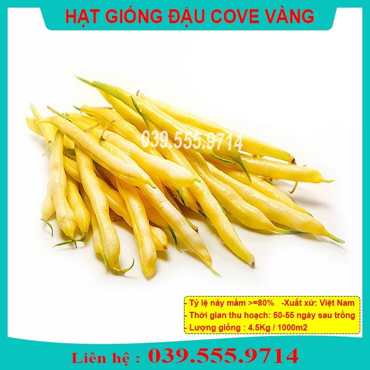 Hạt Giống Đậu Cove Vàng Siêu Quả