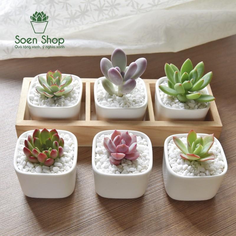 Sen đá size mini (sen vỉ) 3-5 cm các loại - soenshop