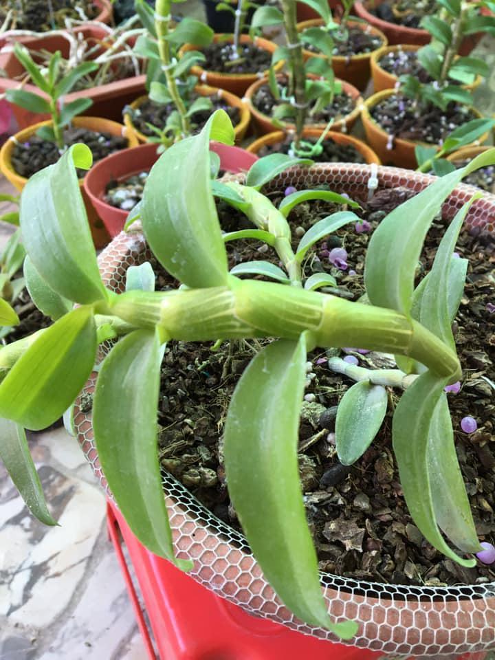Lan Phi điệp 5 CÁNH TRẮNG VIỆT BẮC