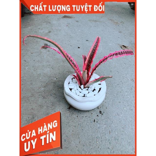 Chậu Cây Dứa Nữ Hoàng