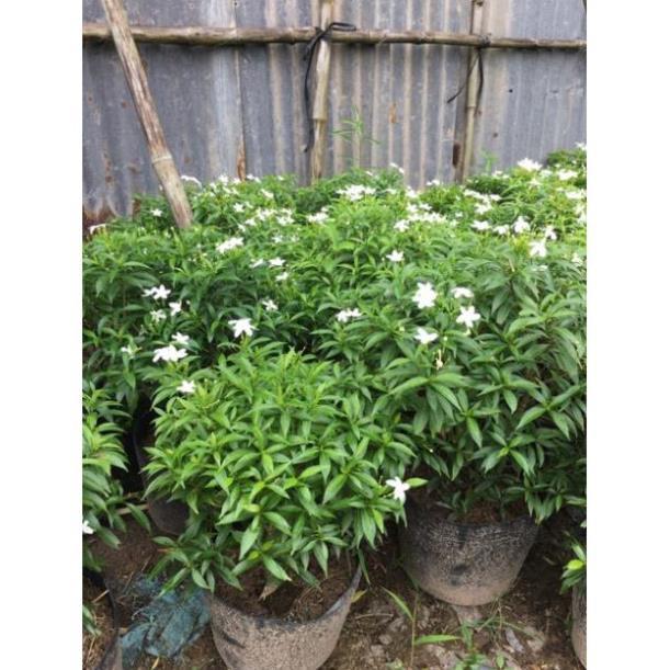 Cây mai chỉ thiên