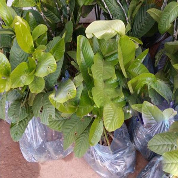 CÂY GIỐNG CÂY TAI CHUA