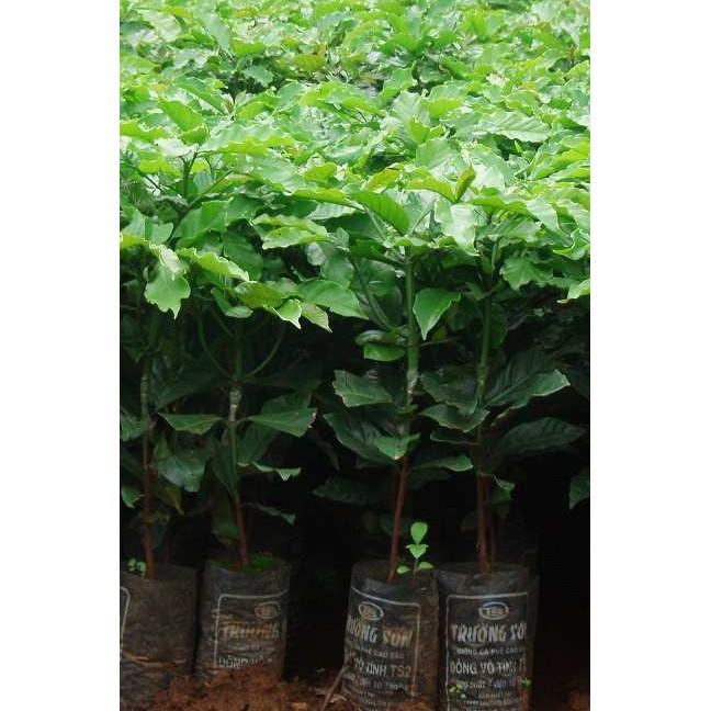 Cây Cà Phê giống TR4 .